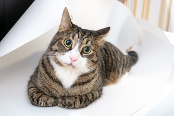 Domestic cat sits on a sheet of Whatman paper. This cat has a funny face, and its ears are bent unevenly. The cat looks stupid and funny.