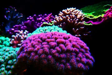 Pocillopora (Pocilloporidae) short polyps stony coral  © Kolevski.V