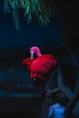  pink flamingos in the water © Артамошкин Максим