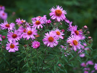 Fototapeta premium Beautiful pink New England asters, Aster novae-angliae, flowering in a garden
