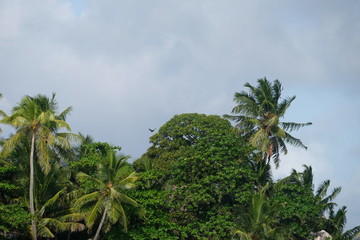Fototapeta na wymiar Palm trees growing everywhere on the Seychelles