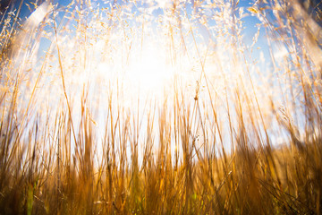 Grass in field, Summer field of wheat 