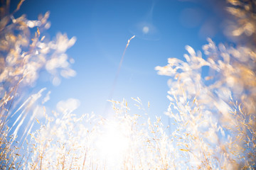 Grass and sky, Field of Wheat In Summer With Blue Sky Background