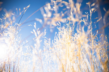 Grass and sky, Field of Wheat In Summer With Blue Sky Background