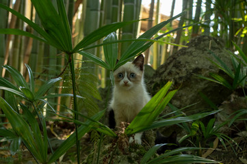 little kitten hid among the green grass.