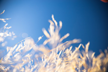 Grass and sky, Field of Wheat In Summer With Blue Sky Background