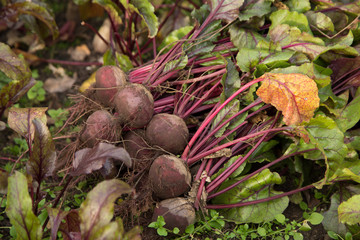 Bunch of Beetroot harvest in vegetables garden