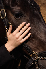 photo female hand stroking a horse