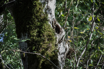 Leaves twigs green and yellow color beautiful background. Summer forest. Nature of Azerbaijan close up.