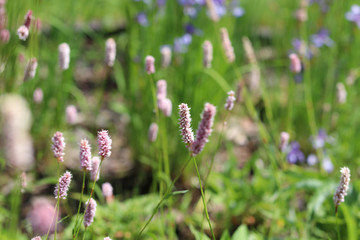 Highlander serpentine flower, Polygonum bistorta, on a green meadow in the High Tatras in the summer.