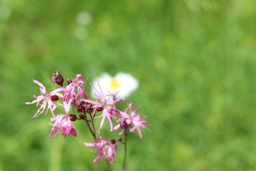 Coronaria, cuckoo adonis, flowers in a mountain meadow.