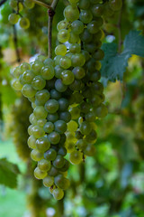 Ripe white wine grapes plants on vineyard, white ripe muscat grape new harvest close up