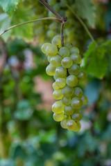 Ripe white wine grapes plants on vineyard, white ripe muscat grape new harvest close up
