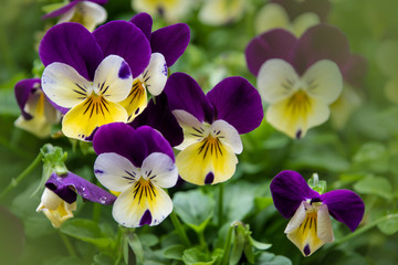 Robust and blooming. Garden pansy with purple and white petals. Hybrid pansy. Viola tricolor pansy in flowerbed.