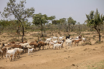 Obraz premium A large herd of Goats walking through Masai Territory. The Maasai are a Traditional Nomadic Farmers Tribe in Eastern Africa where Young Boys Herd Goats. The Cattle is herd by Adult Males