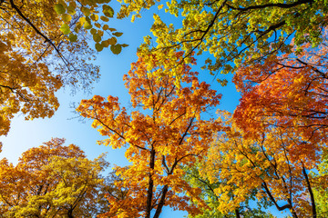 autumn colorful crowns of trees against the blue sky