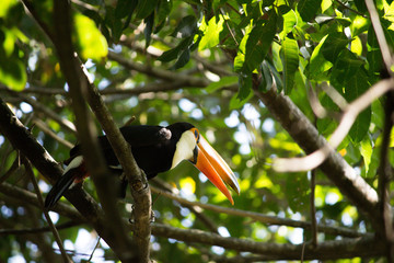 Toucan with open beack in forest