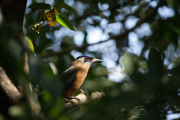bird on forest in brazilian cerrado