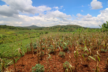 Fototapeta na wymiar Agricultural Development in the Gitega Province of Burundi where inter-cropping is used as a resilience farming strategy