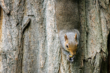 An Eastern Gray Squirrel - Scientific name- Sciurus carolinensis Climbing down a tree stem...