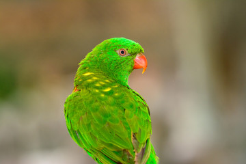 Scaly-breasted Lorikeet (Trichoglossus chlorolepidotus)