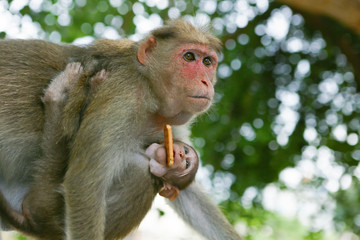 Mother monkey with  cute baby