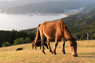 都井岬　馬