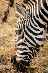 Closeup of a Zebra head grazing
