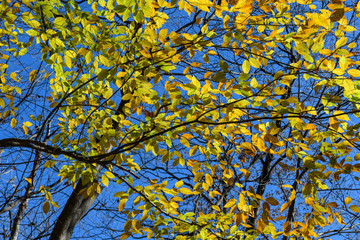 チドリノキの紅葉