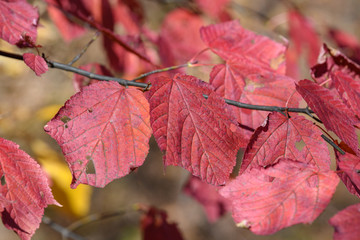 妙義山の森の紅葉