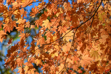 妙義山の森の紅葉