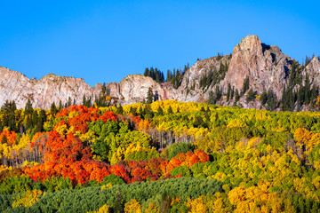 Aspen tree leaves changing color in the Rocky Mountains of Colorado. There are orange, red, green and yellow leaves with a large rock cliff in the distance. 