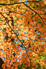 妙義山の森の紅葉