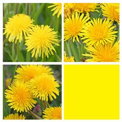 Collage with 3 teraxacum flowers and yellow empty space
