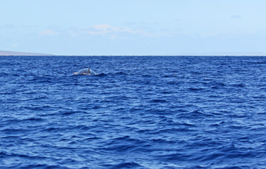 Back of whale, Maui, Hawaii