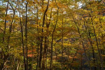 妙義山の森の紅葉