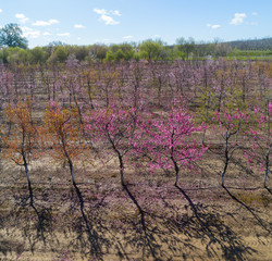 Peach Orchard Blooming in Spring