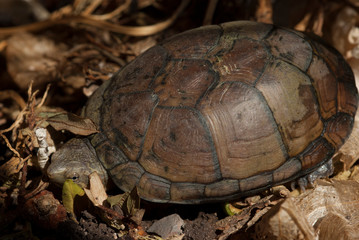 Tortuga pecho quebrado