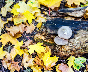 Mushrooms growing on rotten stump and colorful leaves in the autumn forest