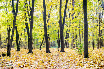 Fototapeta premium Beautiful autumn landscape in the forest area for recreation. Falling yellow leaves on the path in the autumn park