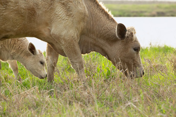 mother and baby calf
