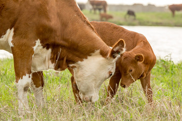 cow and calf