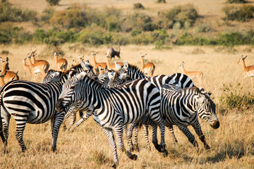 Fototapeta na wymiar Disturbed group of Plains Zebra running away with Impala and Topi in the background