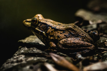 Frog ready to jump