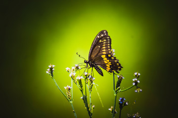 Butterfly on flowers