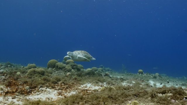 Seascape of coral reef in the Caribbean Sea around Curacao with Green Sea Turtle