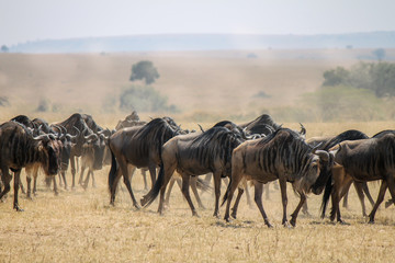 Fototapeta na wymiar Family of Blue or Common Wildebeest or Brindled Gnu - Scientific name: Connochaetes taurinus - following eachother heads to tails