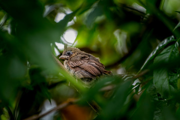Juvenile cardinal only a few weeks old
