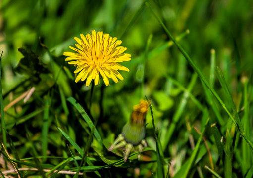 Single Dandelion image at eye-level in grass during the spring season