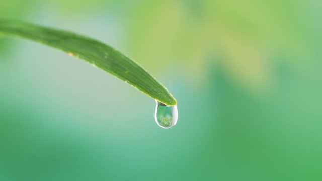 Water drop on green leaf on bokeh